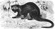 Asian Palm Civet (Paradoxurus hermaphroditus) used for digestion of Luwak Coffee Beans