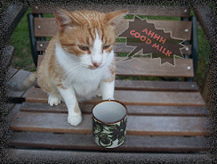 Mr Orange Peel the Cat on Coffee Cat