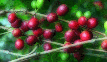 Coffee Tree/Shrub Cherries Beans