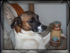 My Dog Tyke loves Starbucks